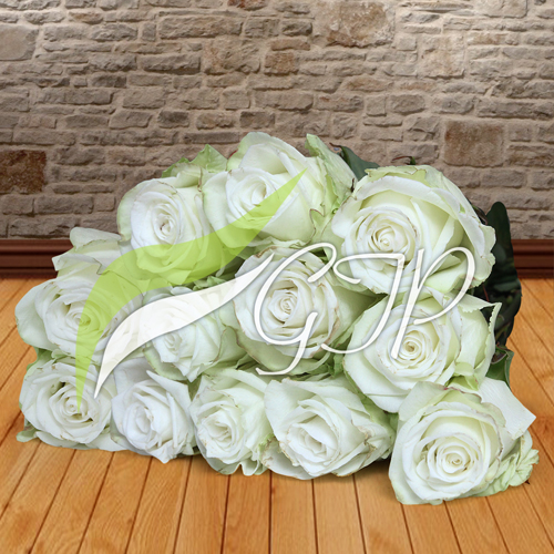 A bouquet of 10 imported white roses wrapped in paper and tied with a ribbon